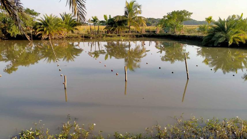 pond.jpg