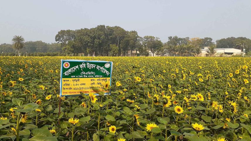 sunflower.jpg