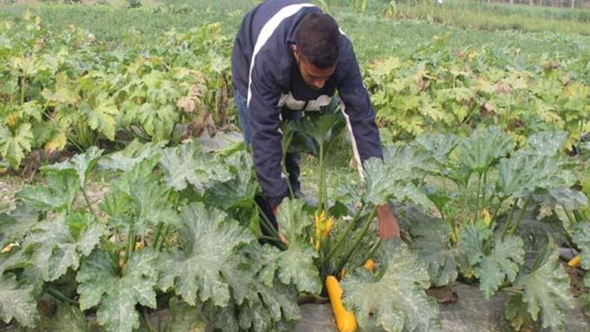 squash-field.jpg