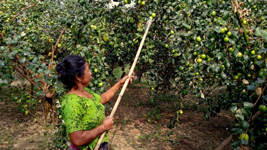 A-jujube-grower-works.jpg