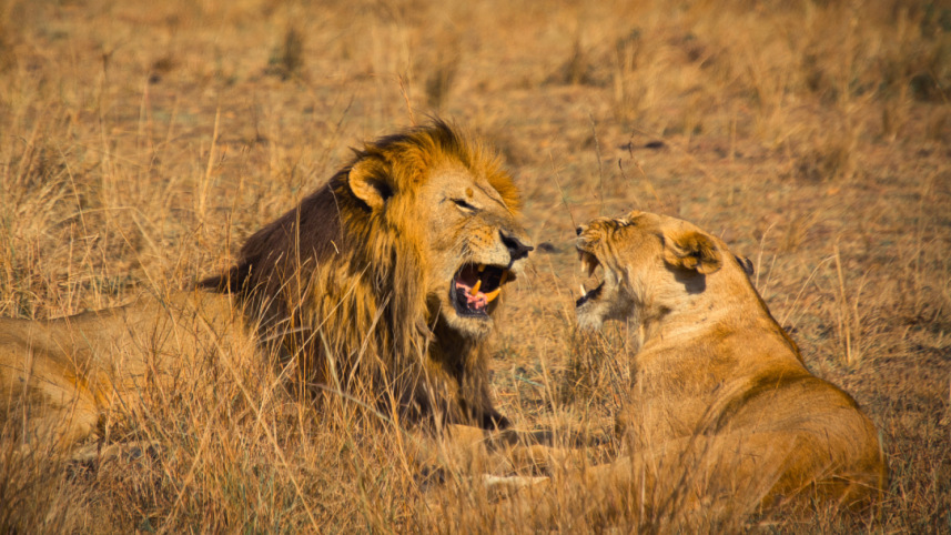 lionmasaimarasaa.png