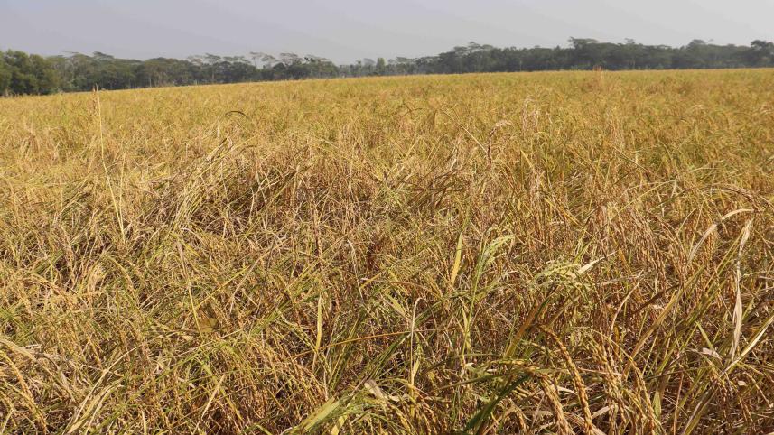 production-paddy-decreases-Boro-rise.jpg