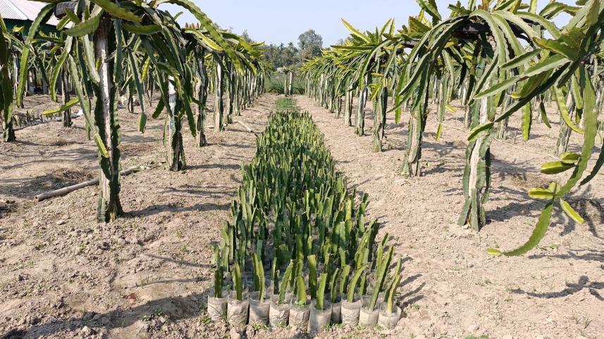 Dragon-fruit-Lalmonirhat.jpg