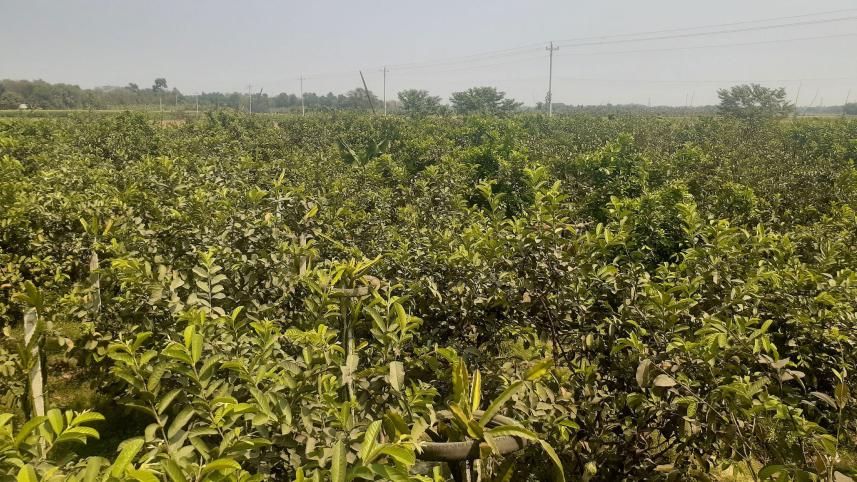 fruit-farming-faridpur-1.jpg
