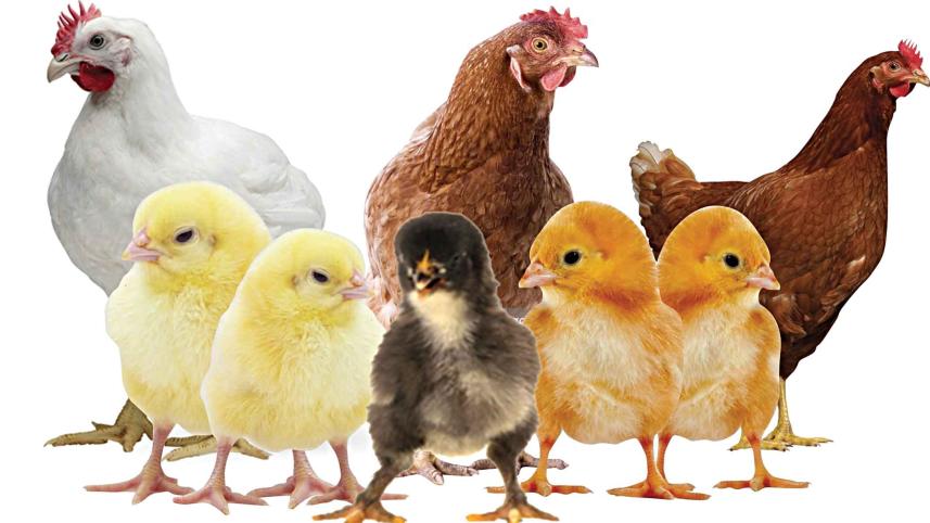 hen.jpg