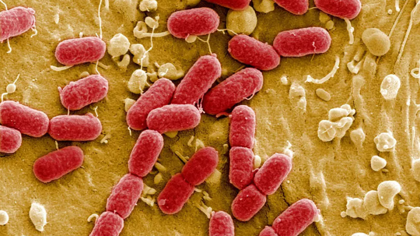 bacteria.PNG