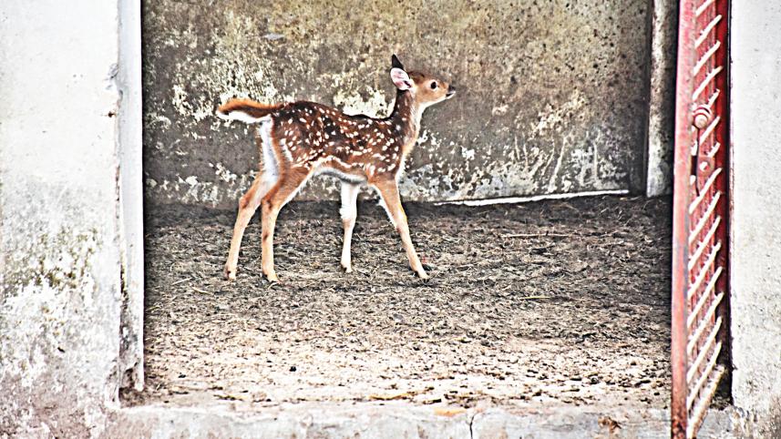 Two-baby-deer.jpg