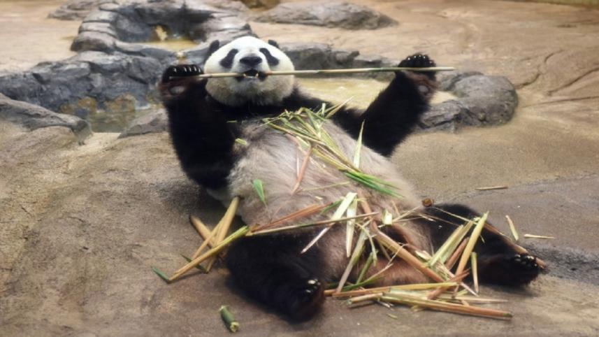 22. Japan zoo celebrates birth of panda cub.jpg