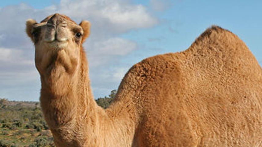 487px-07._Camel_Profile,_near_Silverton,_NSW,_07.07.2007.jpg