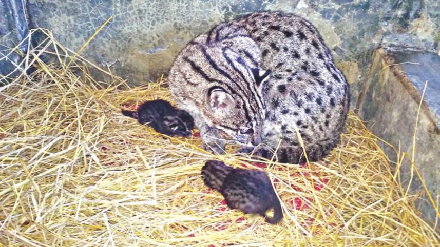 A fishing cat.jpg