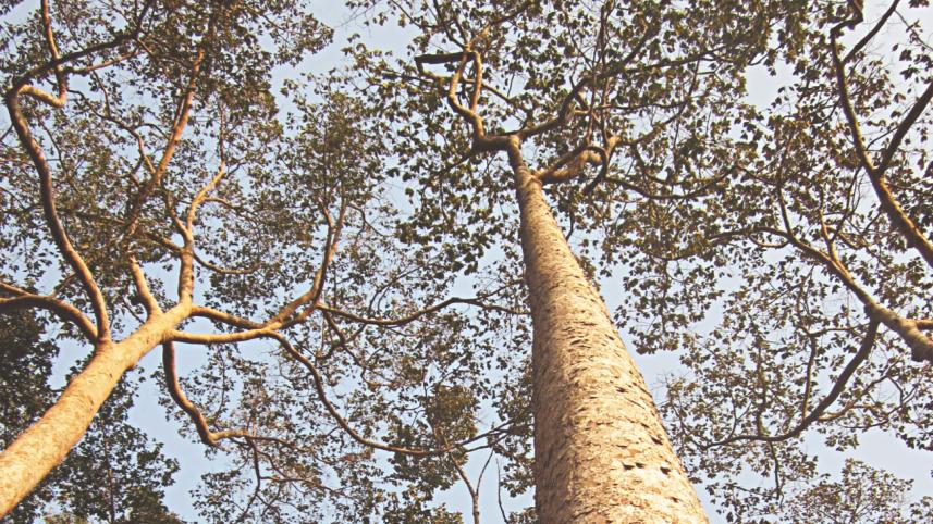 A towering garjan tree.jpg