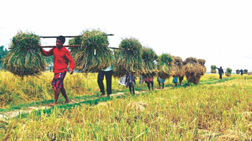 Agriculture on steroids