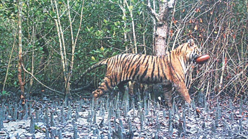 Alarm bells Bengal Tiger.jpg