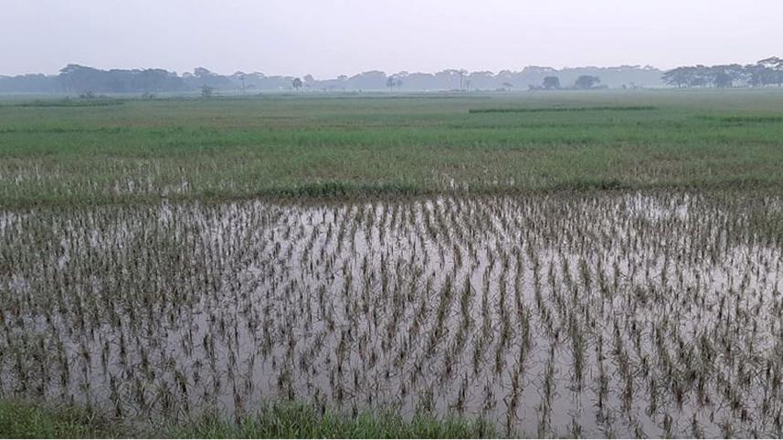 Aman-fields-ruined-Barguna.jpg