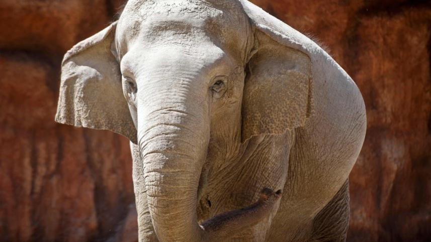 Asian Elephant.jpg