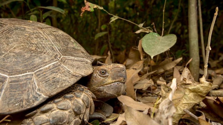 Asian Giant Tortoises.jpg