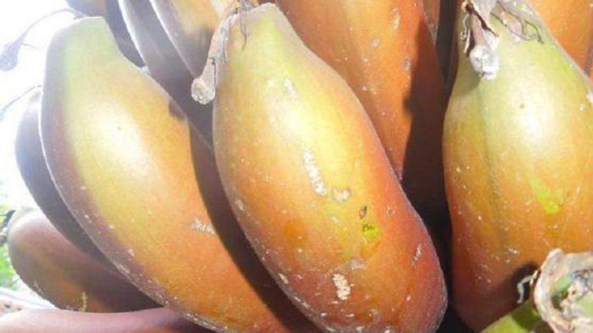 banana agnisagor.jpg