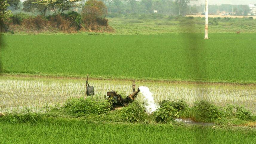 Aman harvest