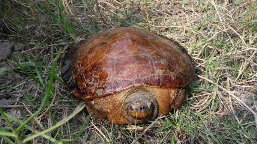 Batagur baska hatch 1.jpg