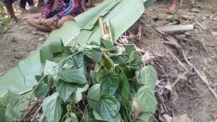 betel plants cut.jpg