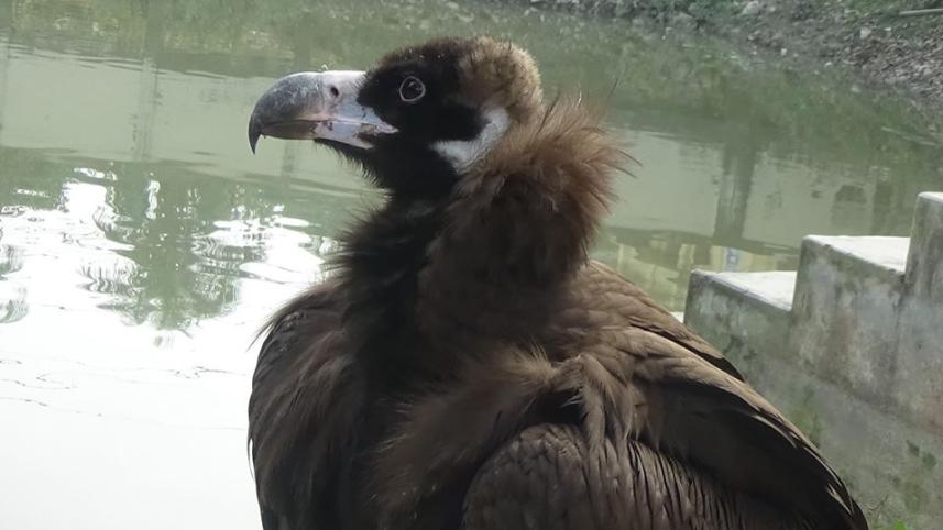 Black vulture rescued