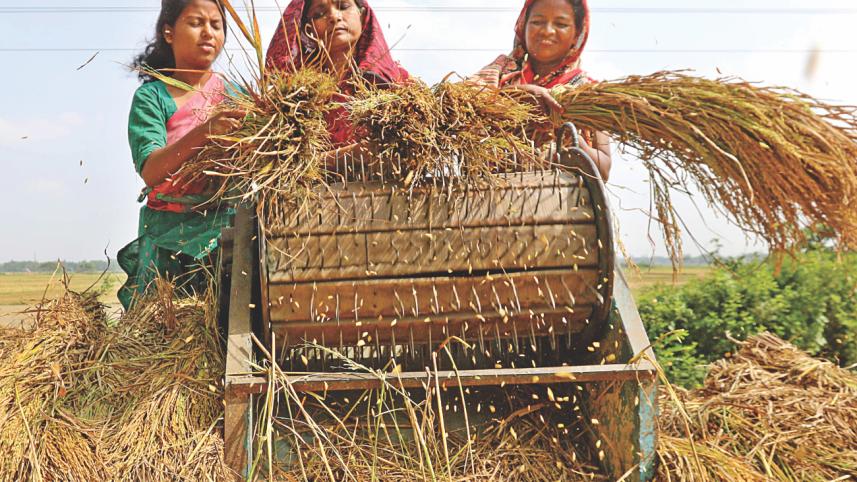 Boro harvesting season 1.jpg