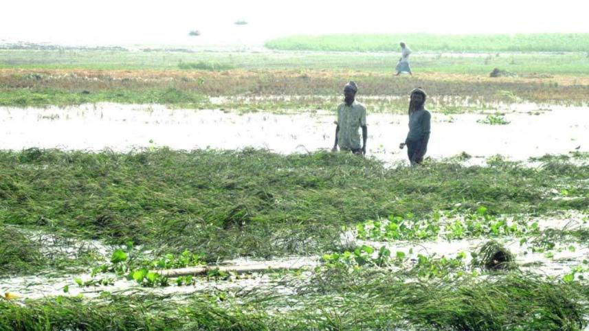 boro paddy Gaibandha.jpg