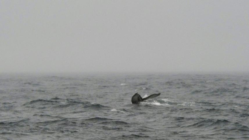 bowhead-whales.jpg