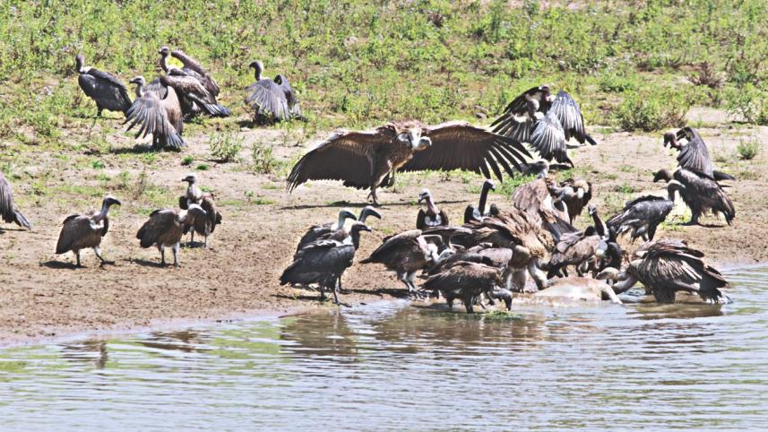 Bringing back 'Jatayu' from the clutches of 'Ravana'