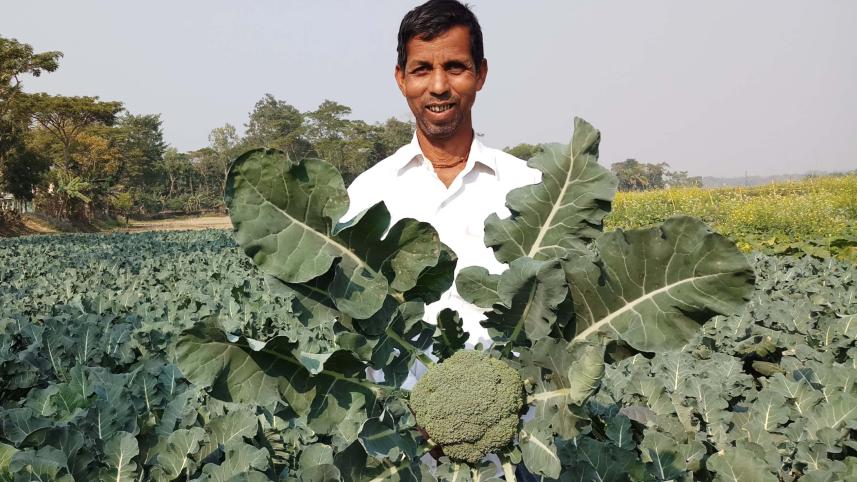 Broccoli farming Moulvibazar.jpg