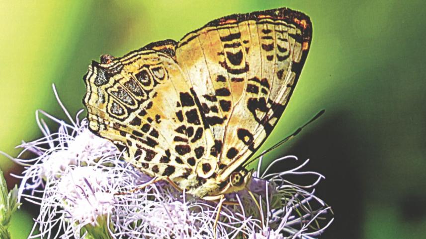 Butterflies of Bangladesh.jpg