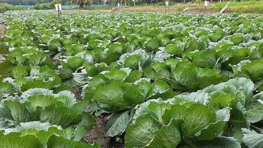 cabbage.jpg