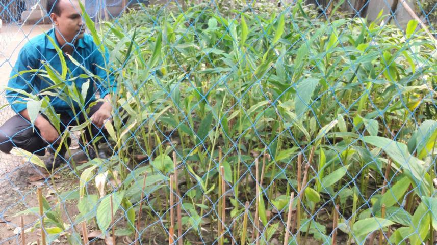 cardamom cultivation 1.jpg