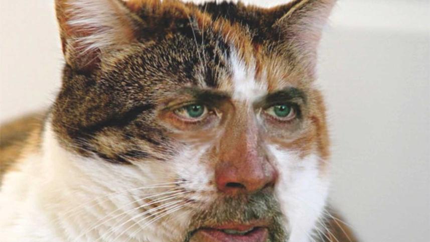 Caring for stray animals