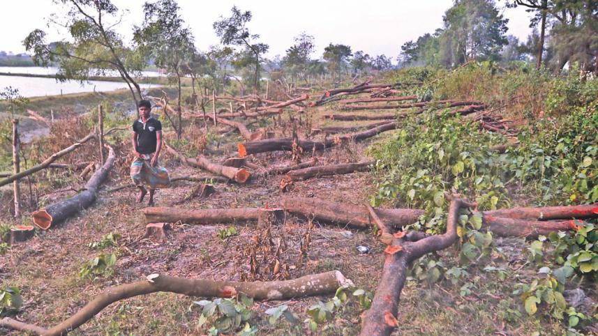 cda Deforestation 1.jpg