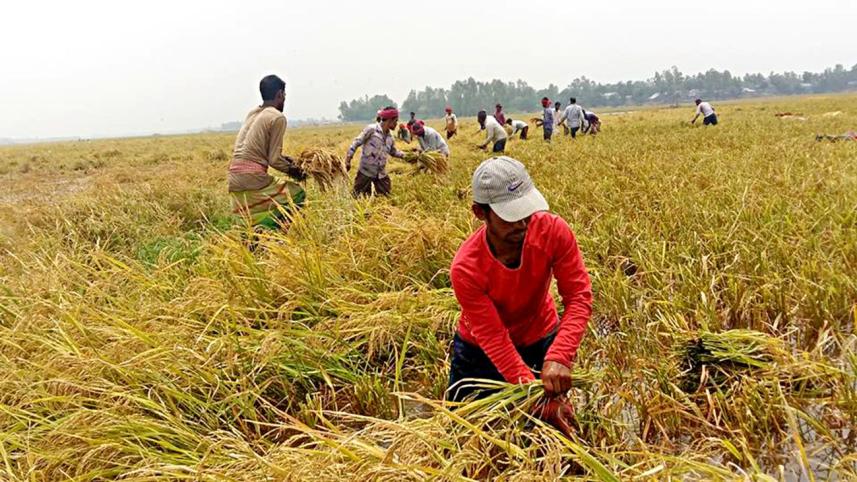 Chalanbeel farmers 1.jpg