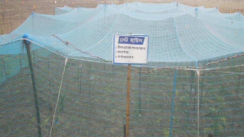 Chemical-free vegetable.jpg