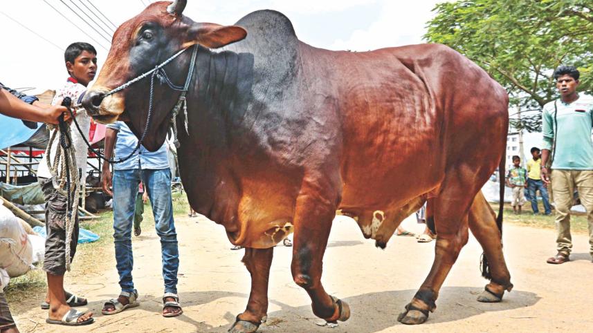 Choices Aplenty1.jpg