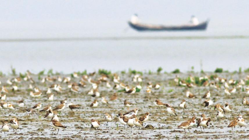 Coast or Construction