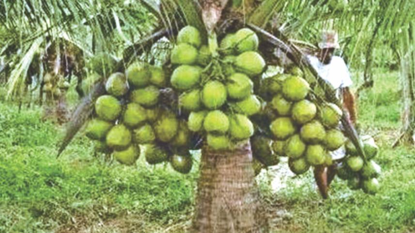 coconut.jpg