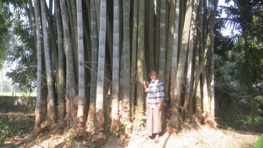 cop bamboo farming.jpg