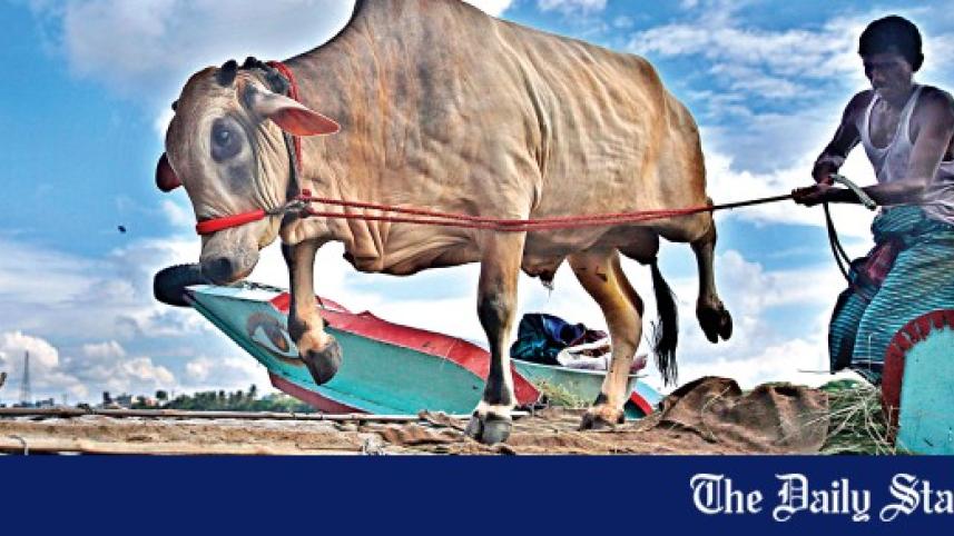 cow_31.jpg