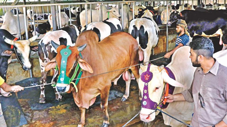 Cow Market.jpg