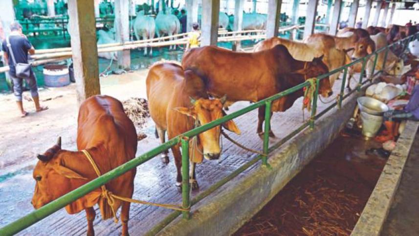 Crack down on the syndicate