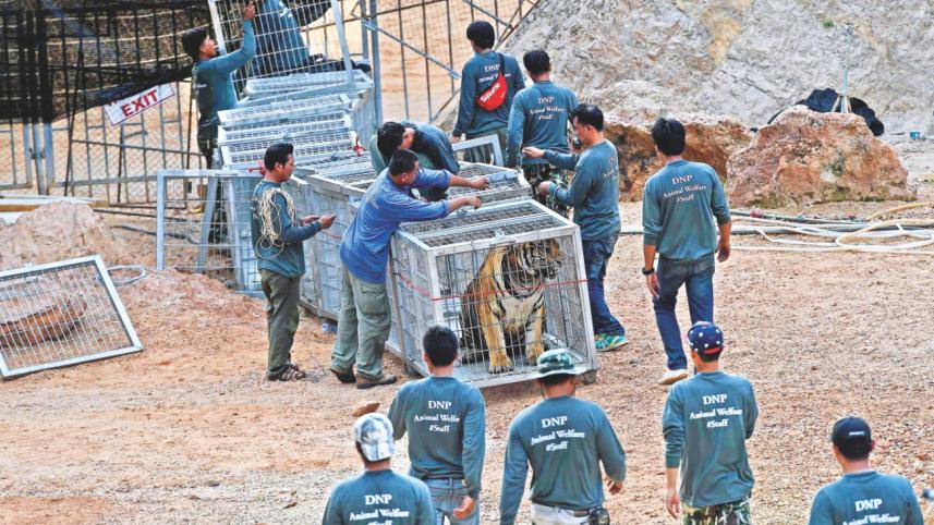 dead tiger in temple.jpg