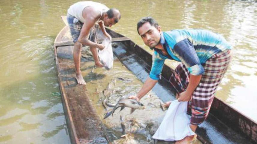 Deaths of aqua-life in haors