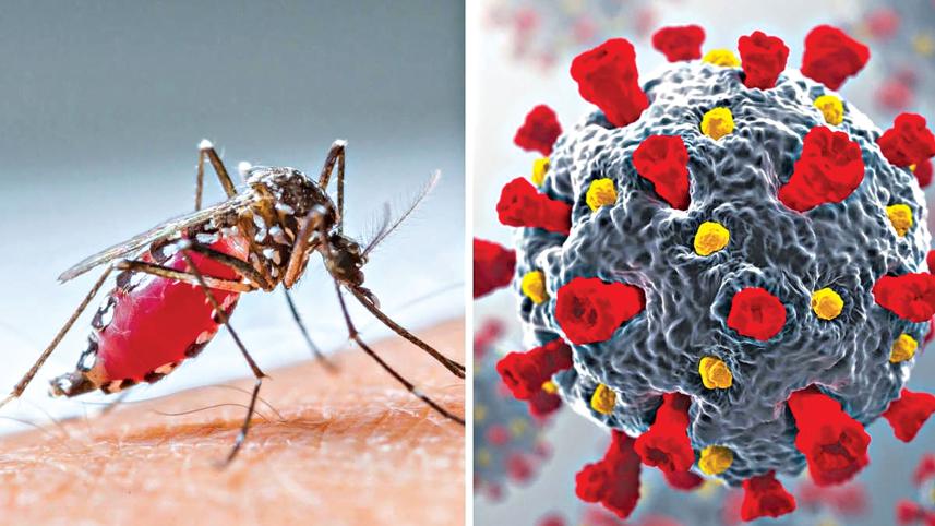 dengue.jpg
