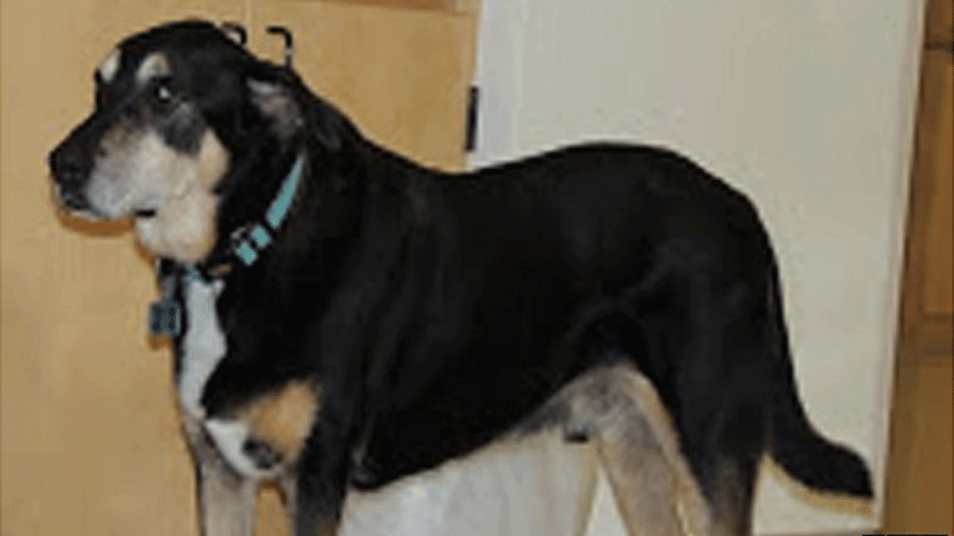 dog-sniffs-cancer-2.gif