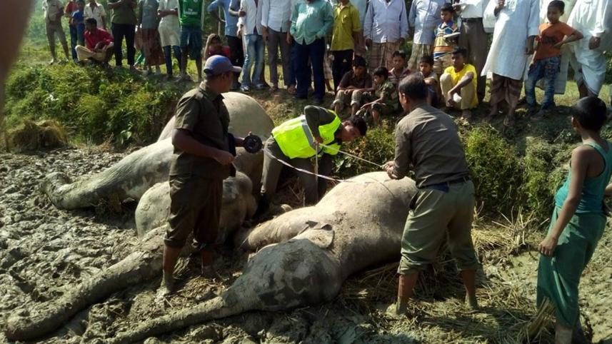 Two elephants electrocuted