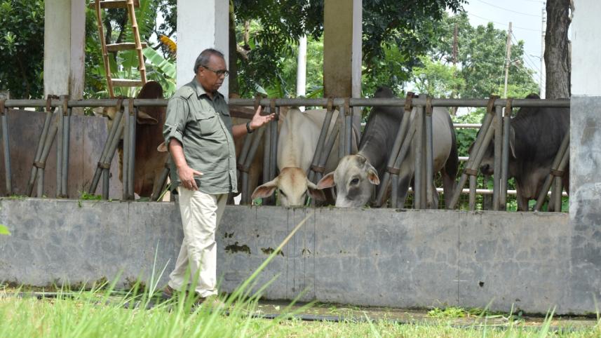 fattened beef breeds.jpg